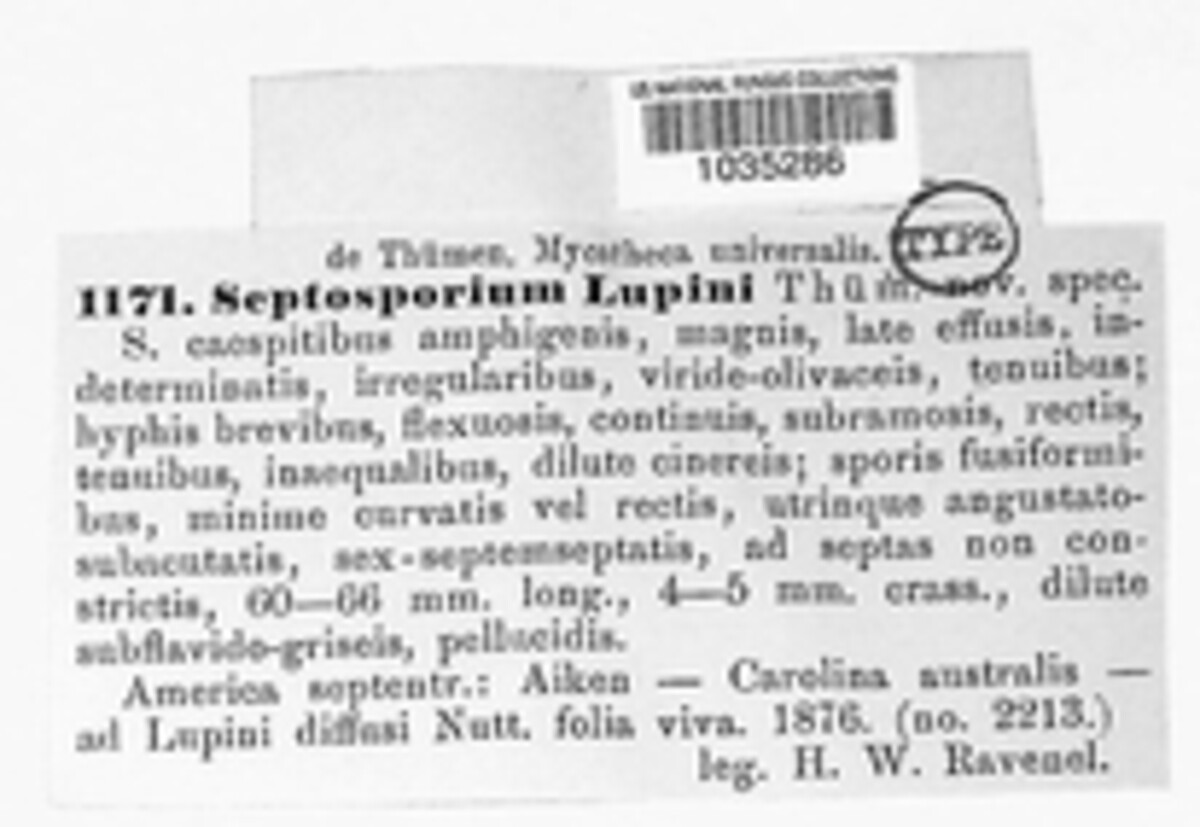 Septosporium lupini image